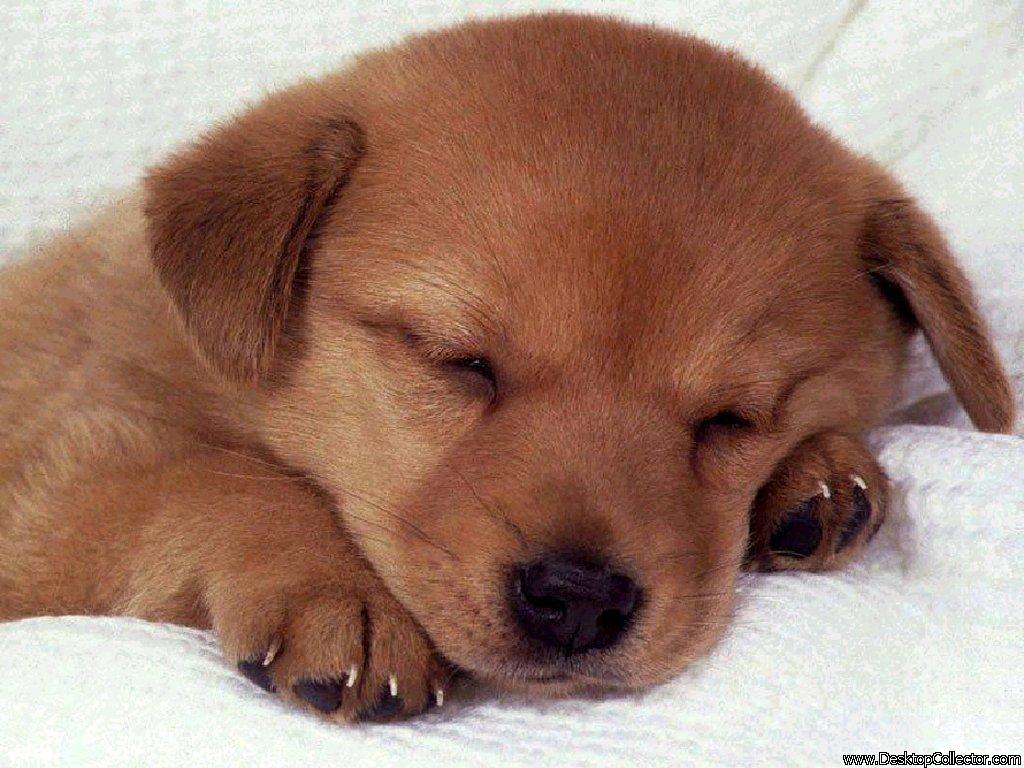 02pes%20puppy.jpg